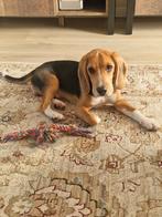 Beagle Jack, Dieren en Toebehoren, Rabiës (hondsdolheid), 15 weken tot 1 jaar, Reu, Eén hond