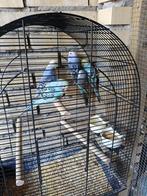 Grasparkietjes verschillende kleuren, Dieren en Toebehoren, Meerdere dieren, Parkiet
