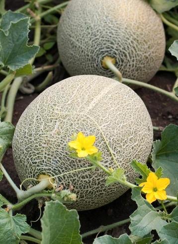 Zaden Cantaloupe meloen beschikbaar voor biedingen