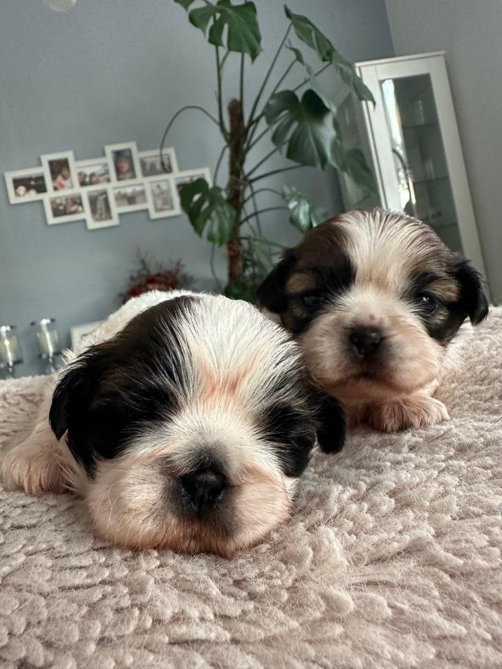 Shih-tzu pups, Dieren en Toebehoren, Honden | Chihuahua's en Gezelschapshonden, Teef, Overige rassen, Fokker | Hobbymatig, Meerdere