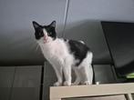 Kleine volwassen kat zoekt een nieuw huisje, Poes