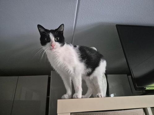 Kleine volwassen kat zoekt een nieuw huisje, Dieren en Toebehoren, Katten en Kittens | Overige Katten, Poes