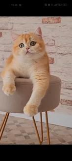 Britse korthaar golden, Dieren en Toebehoren, Poes, Met stamboom