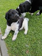 Friese Stabij pups (geboren 3 Juni), 8 tot 15 weken, Meerdere, Meerdere dieren, Middel