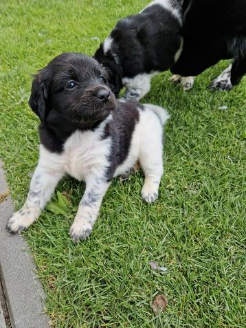 Friese Stabij pups (geboren 3 Juni) beschikbaar voor biedingen