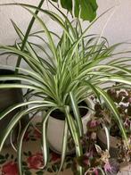 Diverse Kamerplanten incl.pot, Huis en Inrichting, Kamerplanten, Ophalen, Overige soorten, Halfschaduw, In pot