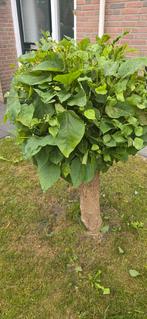 Catalpa bolbomen op stam, Tuin en Terras, Planten | Bomen, Halfschaduw, 100 tot 250 cm, Zomer, Ophalen