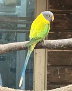 Pruimkop parkieten opaline koppel, Meerdere dieren, Parkiet