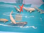 Verschillende koi karpers zoeken ander vijver, Dieren en Toebehoren, Vissen | Vijvervissen, Karper of Koi