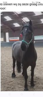 Lief verzorgpaard gezocht, Dieren en Toebehoren, Paarden en Pony's | Verzorgingsproducten, Ophalen of Verzenden