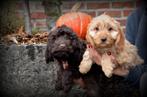 Cockapoo pups, België, Rabiës (hondsdolheid), Overige rassen, 8 tot 15 weken
