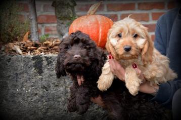Cockapoo pups beschikbaar voor biedingen