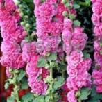 Roze Stokroos (dubbel) zaden, Ophalen of Verzenden, Voorjaar, Volle zon, Zaad