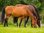 Super braaf familie paard te koop, Merrie, Recreatiepaard