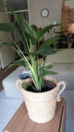 Strelitzia met IKEA mand, Huis en Inrichting, Woonaccessoires | Schalen en Manden, Ophalen, Zo goed als nieuw, Rond, Overige materialen