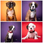 Duitse boxerpuppy's, Overige rassen, 8 tot 15 weken, Parvo, Meerdere