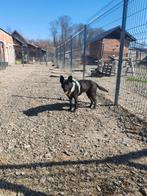 Knappe lieve rustige Ena gered van de straat, Dieren en Toebehoren, Honden | Niet-rashonden, Particulier, Rabiës (hondsdolheid)