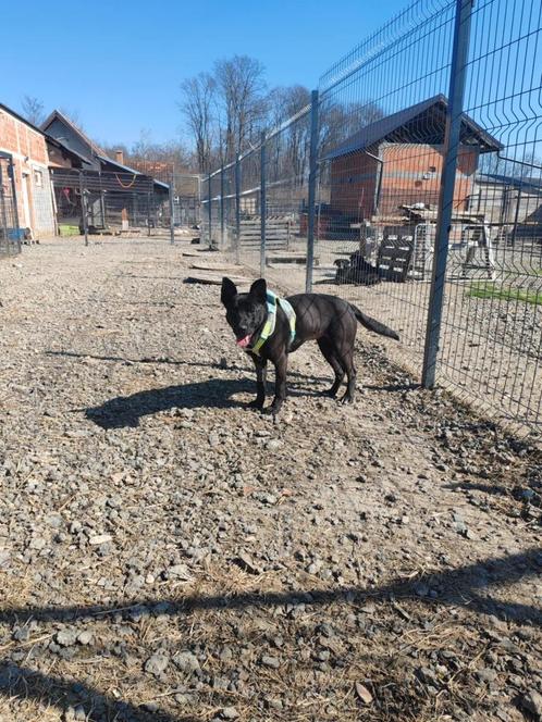Knappe lieve rustige Ena gered van de straat, Dieren en Toebehoren, Honden | Niet-rashonden, Middel, Teef, Particulier, Eén hond