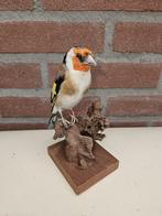 Opgezette major putter, Verzamelen, Ophalen of Verzenden, Nieuw, Vogel, Opgezet dier