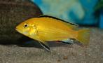 labidochromis caeruleus Yellow, Vis