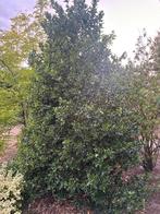 Ilex Hulst boom/plant, Tuin en Terras, Planten | Struiken en Hagen, Ophalen, Hulst