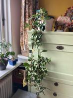 Hoya 2 soorten in 1 pot, Huis en Inrichting, Kamerplanten, Overige soorten, Minder dan 100 cm, Halfschaduw, In pot