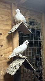 Takla, Dieren en Toebehoren