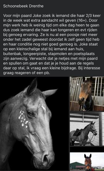 Verzorg paard aangeboden beschikbaar voor biedingen