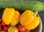 Zaden van gele of rode paprika, Ophalen of Verzenden, Volle zon