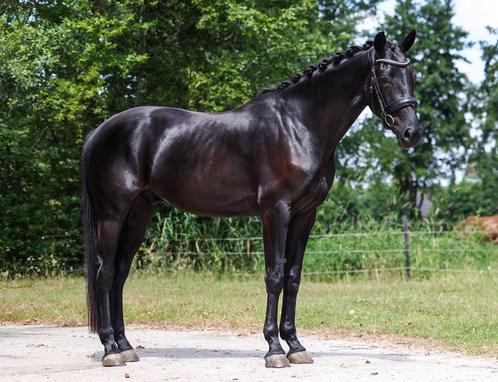 Bloedmooie jonge Galmourdale x United x Jazz, Dieren en Toebehoren, Paarden, Ruin, 165 tot 170 cm, 3 tot 6 jaar, Dressuurpaard