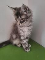 Maine coon kitten mogen mee gaan ., Meerdere dieren, Gechipt