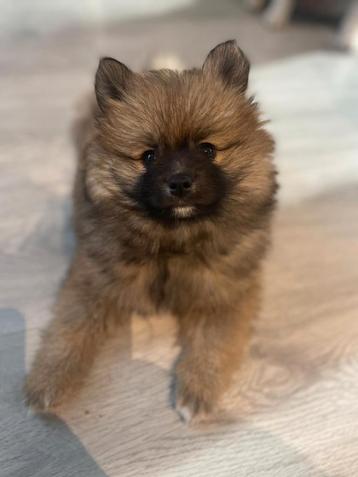 Pomsky f2b pup beschikbaar voor biedingen
