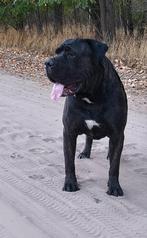 Raszuivere Presa Canario Dekreu FCI stamboom HD en ED vrij, Dieren en Toebehoren, Rabiës (hondsdolheid), 15 weken tot 1 jaar, Eén hond