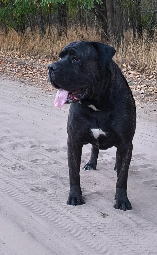 Raszuivere Presa Canario Dekreu FCI stamboom HD en ED vrij, Dieren en Toebehoren, Honden | Bulldogs, Pinschers en Molossers, Reu