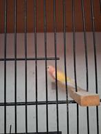 Gezocht lutino of rubino bourke poppen, Dieren en Toebehoren, Vogels | Parkieten en Papegaaien, Vrouwelijk, Parkiet, Geringd