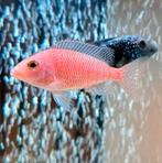 Malawi Sichlide 2 Stuks Strawberry Red, Dieren en Toebehoren, Vis, Zoetwatervis, Schoolvis