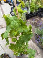Hollandse blsuwe druiven planten pst  7,95  4 voor 2950, Ophalen, Volle zon, Vaste plant, Zomer