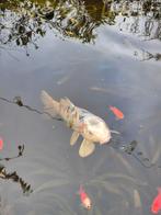 Koi Karper, Dieren en Toebehoren, Karper of Koi