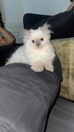 Prachtige ragdoll kitten, Dieren en Toebehoren, Katten en Kittens | Raskatten | Langhaar, Poes