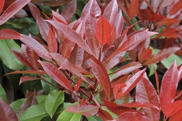 Lei Photinia fraseri 'Red Robin' ( glansmispel) beschikbaar voor biedingen