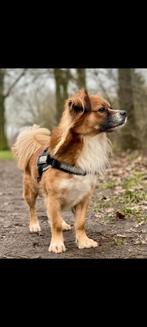 Dekreu ( niet te koop), Dieren en Toebehoren, Reu, Eén hond, 3 tot 5 jaar, Nederland