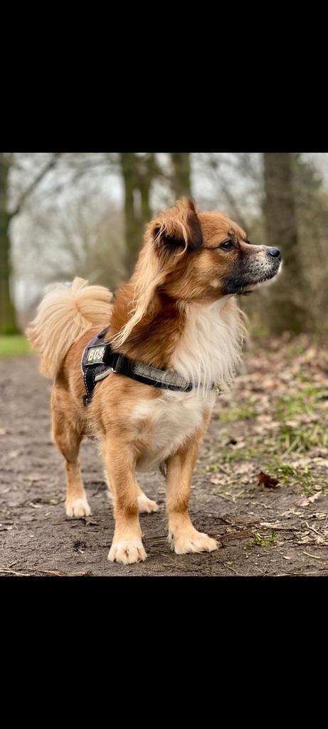 Dekreu ( niet te koop), Dieren en Toebehoren, Honden | Niet-rashonden, Reu, Particulier, Eén hond, Nederland, 3 tot 5 jaar