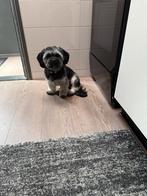 Dek reu, Dieren en Toebehoren, Honden | Chihuahua's en Gezelschapshonden, Rabiës (hondsdolheid), 1 tot 2 jaar, Eén hond, Nederland