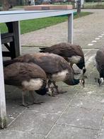 Jonge pauwen, Dieren en Toebehoren, Meerdere dieren, Overige soorten