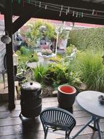 Tuinman uit Zwolle voor het onderhoud aan uw tuin, Overige soorten, Volle zon, Eenjarig, Ophalen of Verzenden