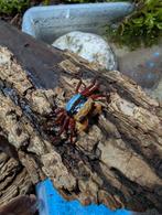 Vampierkrabben, Kreeft, Krab of Garnaal, Zoetwatervis