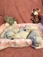 TE KOOP PRACHTIGE WEST HIGHLAND WHITE TERRIËR PUPS, Overige rassen, CDV (hondenziekte), 8 tot 15 weken, Meerdere dieren