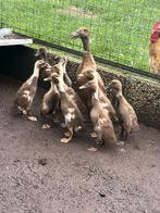 Loop eenden, Dieren en Toebehoren, Pluimvee, Geslacht onbekend, Eend