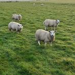 Schapen ooien lammeren, Vrouwelijk, Schaap, 0 tot 2 jaar