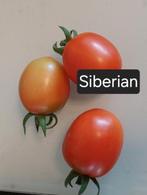Tomaat Siberian zaden BIO 10x, Ophalen of Verzenden, Voorjaar, Volle zon, Zaad